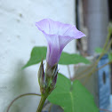 Littlebell Morning Glory/ Three Lobe Morning Glory