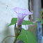 Littlebell Morning Glory/ Three Lobe Morning Glory