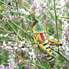 Elegant grasshopper