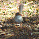 Variegated Fairy Wren