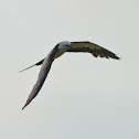 Swallow-tailed Kite