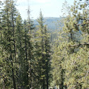 Douglas-fir