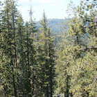 Douglas-fir