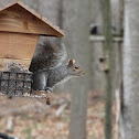 Eastern Grey Squirrel