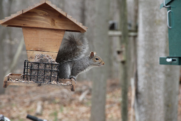 Spotting Image 1