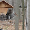 Eastern Grey Squirrel