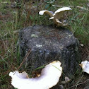  Greyish toadstool