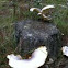  Greyish toadstool