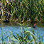 Purple Gallinule; Calamón