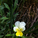 Field pansy