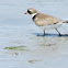 Semipalmated Plover