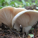 Short Stemmed Russula