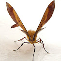 Geometrid moth