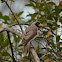Noisy Miner