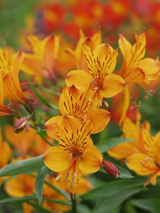 [Warm pallet Scottish flowers[2].jpg]