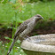 Little Wattle-bird