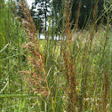 Yellow Indiagrass