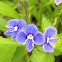 Speedwell