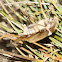 Cockchafer