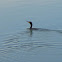 Double-crested Cormorant