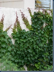 flowers and plants 116