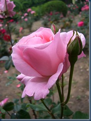 flowers and plants 054