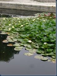 flowers and plants 017