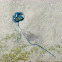 Bluebottle Jellyfish or Portuguese Man of War