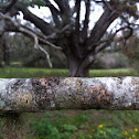 lichen