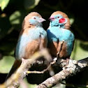 Red-cheeked Cordon-bleu