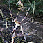 Nephila Spider
