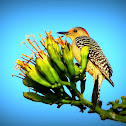Red-bellied Woodpecker