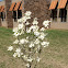 Dogwood