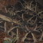 Fer-de-lance