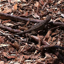 Western fence lizard