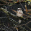 Laughing Kookaburra