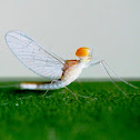Mayfly or Shadfly