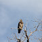 Immature Bald Eagle