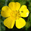 Buttercup