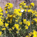 Stiff Goldenrod