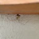 Common spider