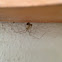 Common spider