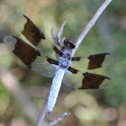 Common Whitetail