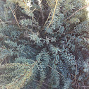 Greasewood