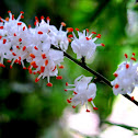 Asparagus Fern Flowers