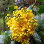 Mahonia
