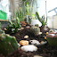 Monkeys Garden's Desert garden