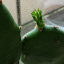 Opuntia