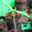 Tomato 'Sweet Million' (A)