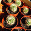 Unknown Cactus 1 Cuttings